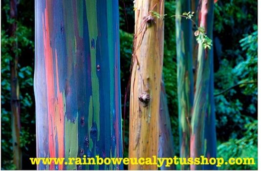 จำหน่ายต้นยูคาลิปตัสสายรุ้ง Rainbow Eucalyptus เจ้าแรกและเจ้าเดียวในประเทศไทย รูปที่ 5