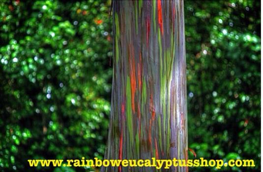 จำหน่ายต้นยูคาลิปตัสสายรุ้ง Rainbow Eucalyptus เจ้าแรกและเจ้าเดียวในประเทศไทย รูปที่ 4