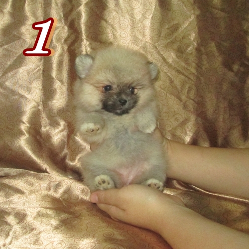 ลูกปอมเพศเมีย ต้องการบ้านใหม่จร้า (ขายแล้ว) รูปที่ 2