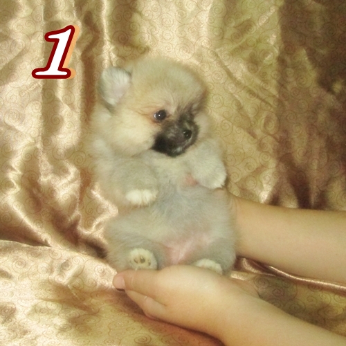 ลูกปอมเพศเมีย ต้องการบ้านใหม่จร้า (ขายแล้ว) รูปที่ 3