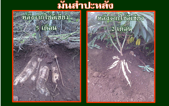 ขายดี ปุ๋ยแคปซูล อีเขียวนาโน 1 แคปซูลเท่ากับ ปุ๋ย 2 กระสอบ รูปที่ 3
