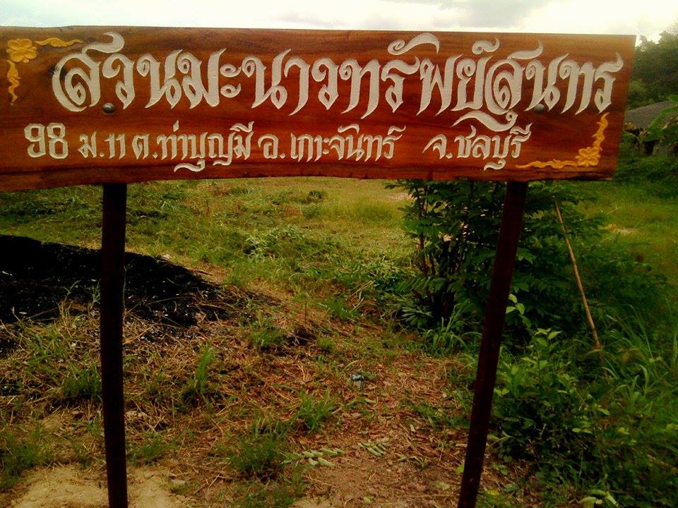 กิ่งตอนมะนาว ชลบุรี 061-5853412 สวนมะนาวทรัพย์สุนทร ชลบุรี รูปที่ 3
