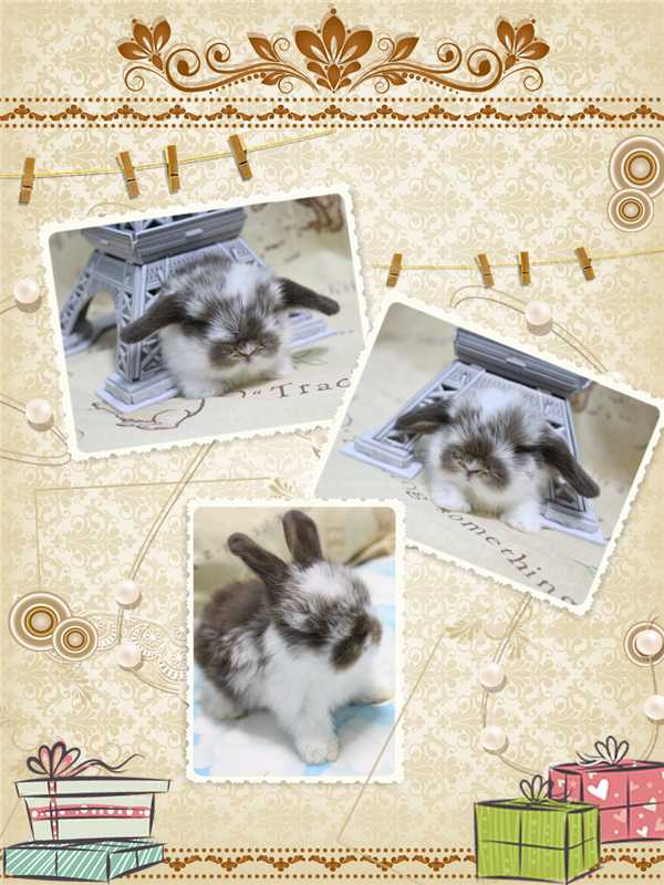 ขายน้องกระต่ายหูตก สายพันธุ์ฮอลแลนด์ลอปแท้ 100% รูปที่ 3