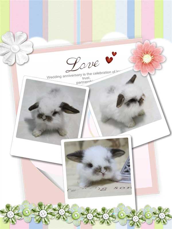 ขายน้องกระต่ายหูตก สายพันธุ์ฮอลแลนด์ลอปแท้ 100% รูปที่ 5