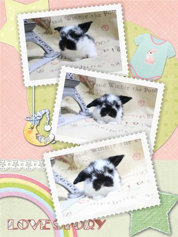 ขายน้องกระต่ายหูตก สายพันธุ์ฮอลแลนด์ลอปแท้ 100% รูปที่ 4