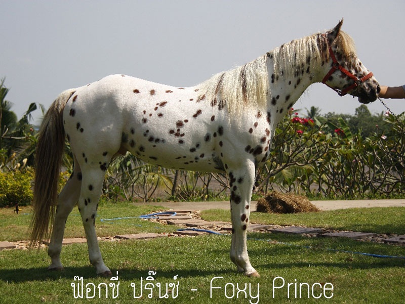 ขายม้าพ่อพันธุ์นอก ควอเตอร์ แอพพะลูซ่า ลิโอพาร์ด 'Foxy Prince' ราคาสุดพิเศษ!! รูปที่ 3