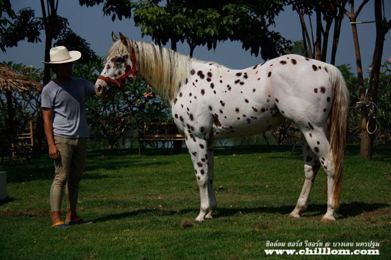 ขายม้าพ่อพันธุ์นอก ควอเตอร์ แอพพะลูซ่า ลิโอพาร์ด 'Foxy Prince' ราคาสุดพิเศษ!! รูปที่ 2