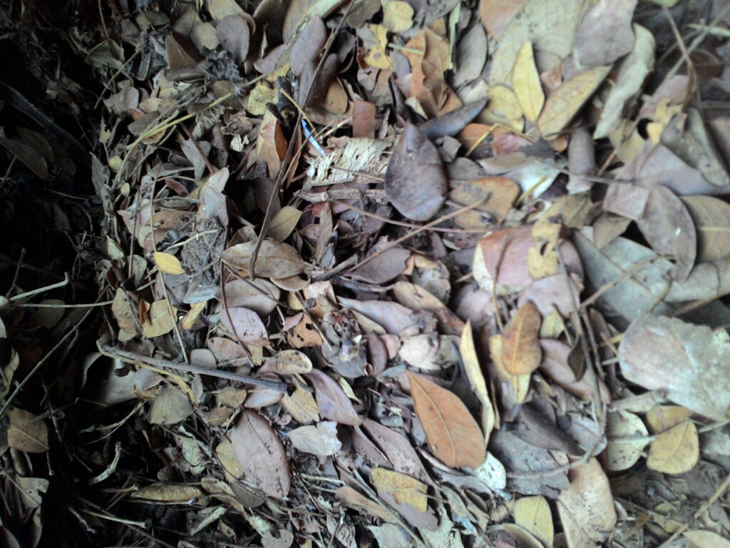 ดินหมักใบก้ามปู รูปที่ 3