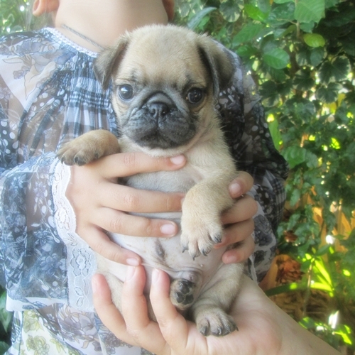 ขายลูกปั๊กเพศผู้ จ่ำม่ำ น่ารักมาก (ขายแล้ว) รูปที่ 4