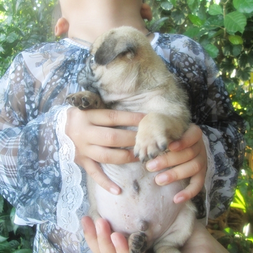 ขายลูกปั๊กเพศผู้ จ่ำม่ำ น่ารักมาก (ขายแล้ว) รูปที่ 3