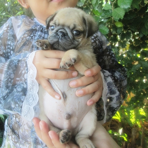 ขายลูกปั๊กเพศผู้ จ่ำม่ำ น่ารักมาก (ขายแล้ว) รูปที่ 2