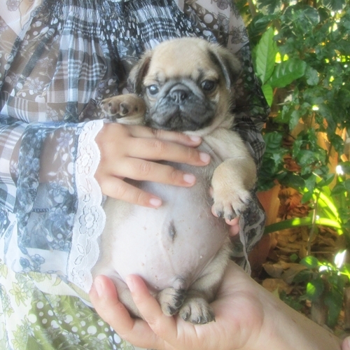 ขายลูกปั๊กเพศผู้ จ่ำม่ำ น่ารักมาก (ขายแล้ว) รูปที่ 5