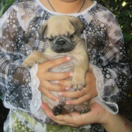 ขายลูกปั๊กเพศผู้ จ่ำม่ำ น่ารักมาก (ขายแล้ว) รูปที่ 6