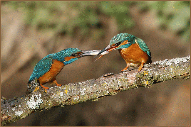 โครงการประกันชีวิตเพื่อบุคคล.......ที่คุณรัก รูปที่ 2
