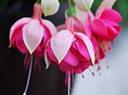 ขายเมล็ดโคมญี่ปุ่น กุหลาบนางฟ้า ไคลแมนทีส  วิสทีเรีย เมล็ดดอกไม้ต่างประเทศ