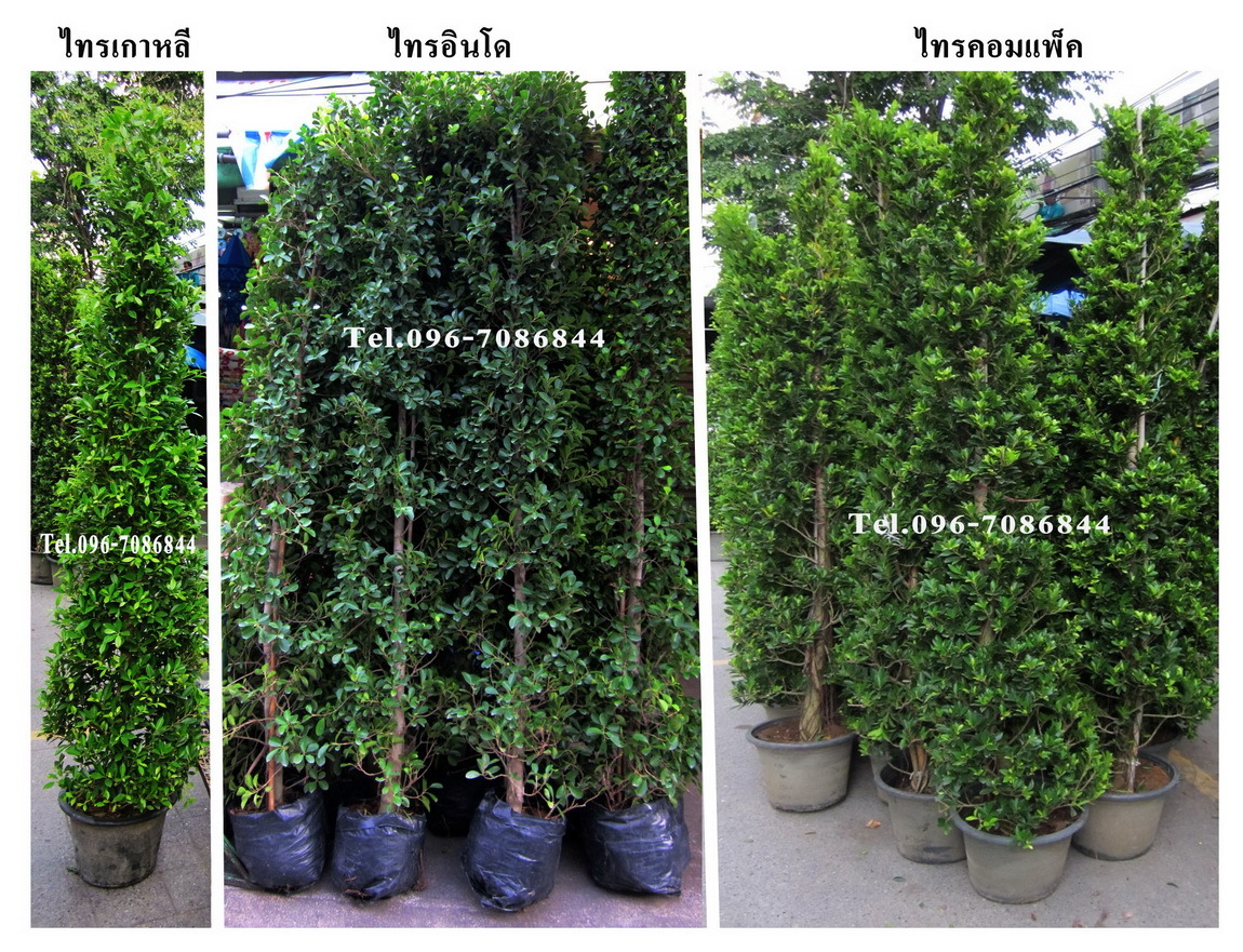 ขายต้นคริสต์มาส และไม้ดอก-ไม้ประดับ ภูเรือ POINSETTIA PHURUA  Tel.096-7086844 รูปที่ 5