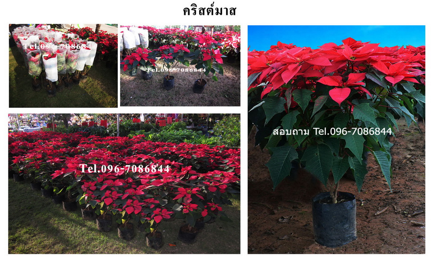 ขายต้นคริสต์มาส และไม้ดอก-ไม้ประดับ ภูเรือ POINSETTIA PHURUA  Tel.096-7086844 รูปที่ 3