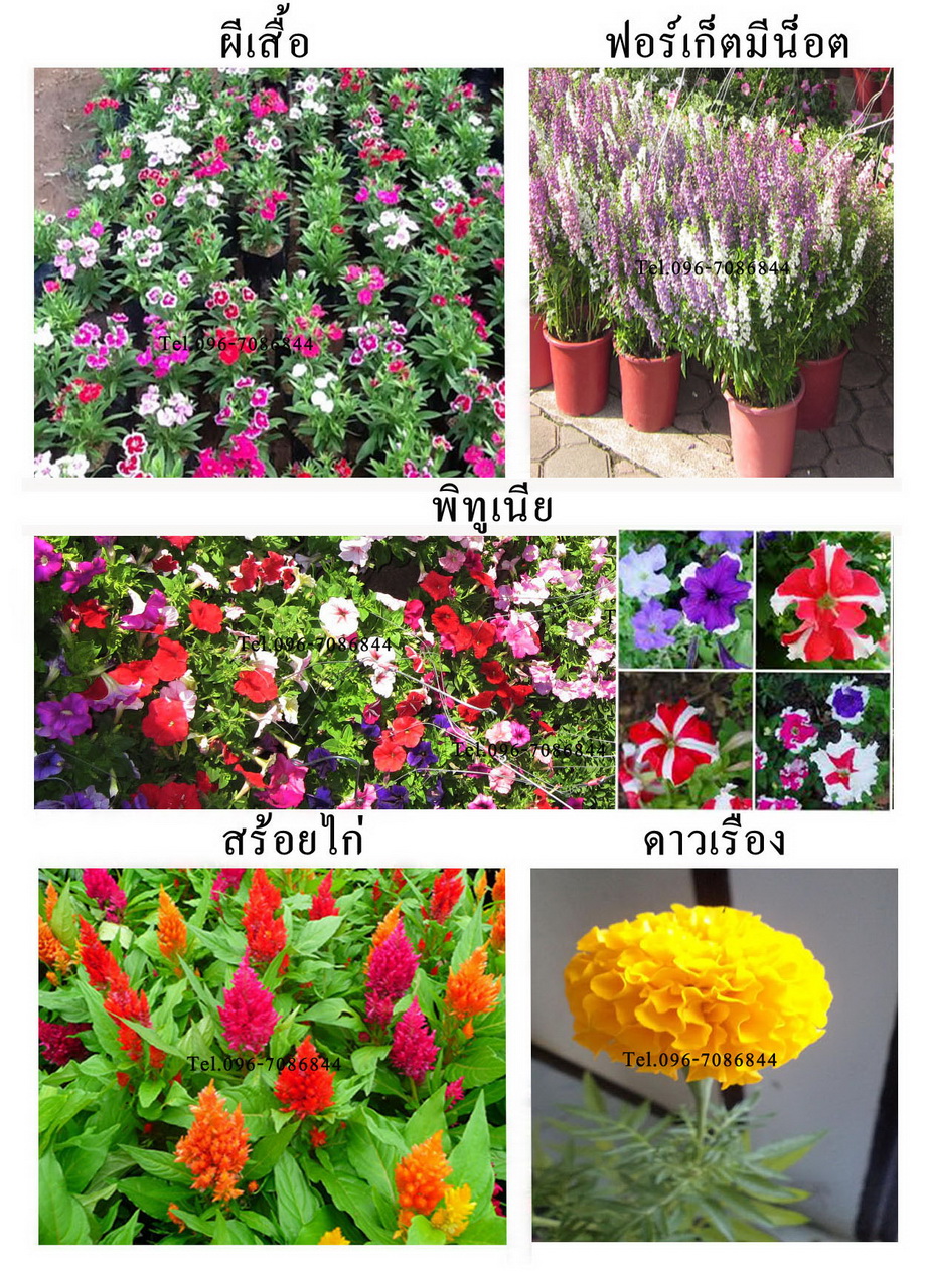 ขายต้นคริสต์มาส และไม้ดอก-ไม้ประดับ ภูเรือ POINSETTIA PHURUA Tel.096-7086844 รูปที่ 4