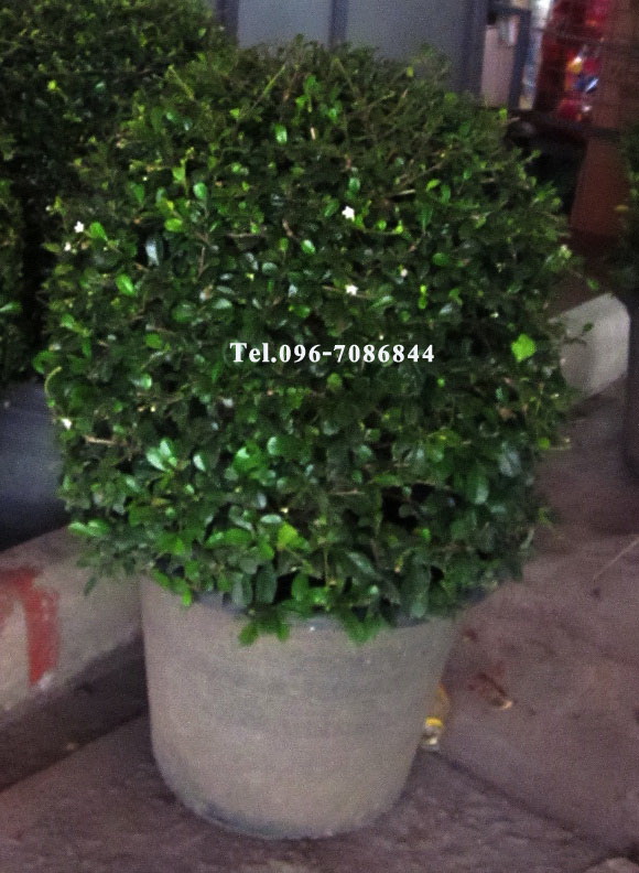 ขายต้นคริสต์มาส และไม้ดอก-ไม้ประดับ ภูเรือ POINSETTIA PHURUA Tel.096-7086844 รูปที่ 6