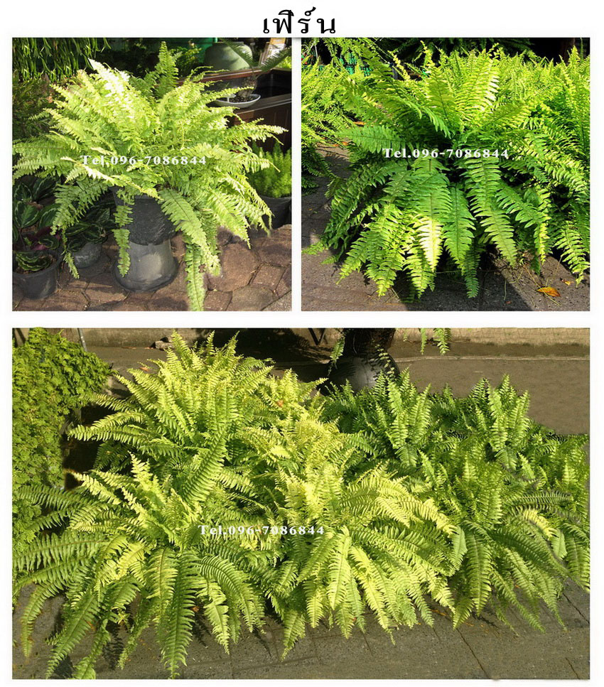 ขายต้นคริสต์มาส และไม้ดอก-ไม้ประดับ ภูเรือ POINSETTIA PHURUA  Tel.096-7086844 รูปที่ 7