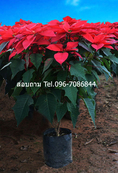 ขายต้นคริสต์มาส และไม้ดอก-ไม้ประดับ ภูเรือ POINSETTIA PHURUA  Tel.096-7086844