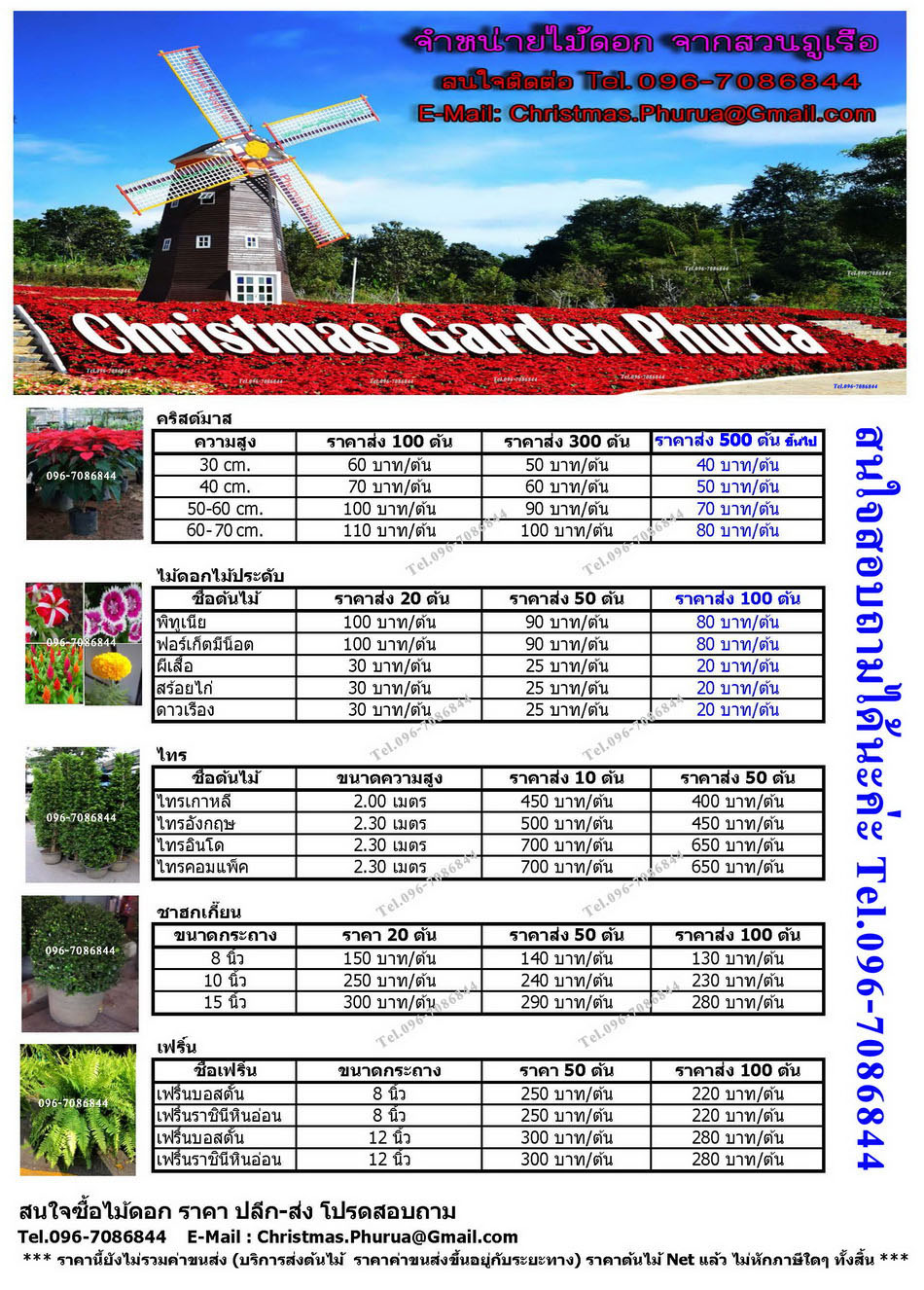 ขายต้นคริสต์มาส และไม้ดอก-ไม้ประดับ ภูเรือ POINSETTIA PHURUA  Tel.096-7086844 รูปที่ 2
