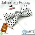 Dalmatian Puppy - หูกระต่าย สีขาว ลายจุดดำ เล็ก