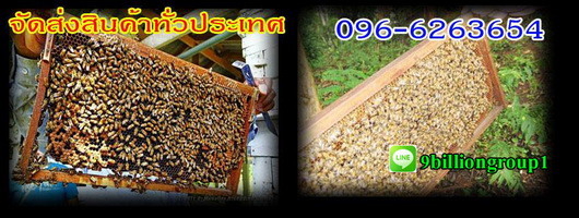 1.ขายอุปกรณ์เลี้ยงผึ้งBeeนมผึ้งราคาถูกชุดกันผึ้งแผ่นรังเทียมผึ้งโทร0966263654 รูปที่ 1