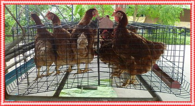 1.ขายอุปกรณ์สัตว์เลี้ยงกรงตับไก่ไข่ราคาถูกขายกรงไก่ไข่สําเร็จรูปโทร0947895645 รูปที่ 4