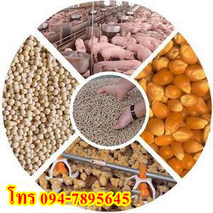 ซื้อขายกากถั่วเหลืองปลากุ้งป่นถั่วมันเส้นข้าวโพดรำอาหารสัตว์โทร0947895645 รูปที่ 3