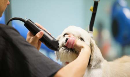 โปรโมชั่น แบตเตอร์เลี่ยนตัดขนหมา อุปกรณ์หมา ราคาถูกที่สุด รูปที่ 1