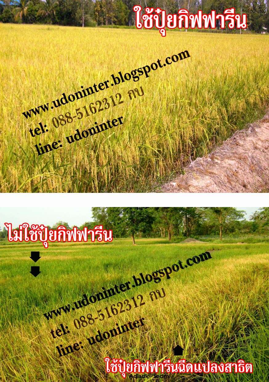 ปุ๋ยลดต้นทุน เพิ่มผลผลิต รูปที่ 5