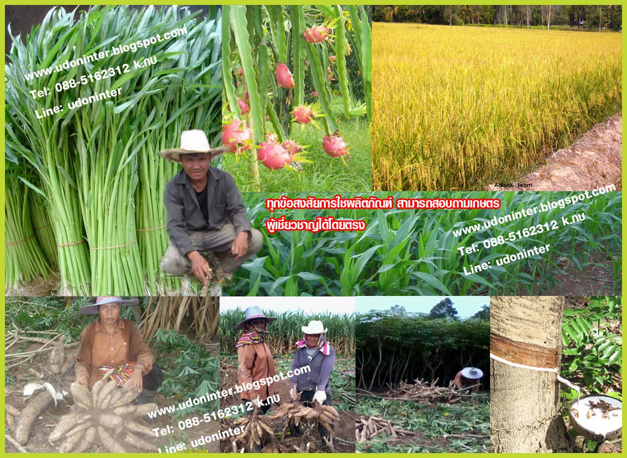ปุ๋ยลดต้นทุน เพิ่มผลผลิต ดีอย่างไร รูปที่ 4