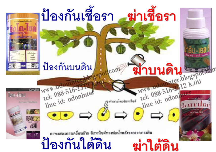 ปุ๋ยลดต้นทุน เพิ่มผลผลิต ดีอย่างไร รูปที่ 6