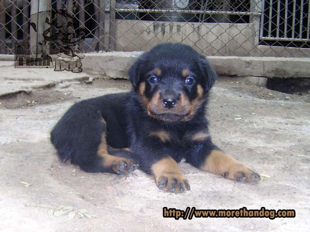 ชายลูกร็อตไวเลอร์(Rottweiler)ตัดหางแล้ว จากฟาร์ม รูปที่ 3