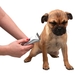 รูปย่อ SALE บัตเตอร์เลี่ยนตัดขนสุนัข เครื่องตัดขนหมา ราคาประหยัด รูปที่1
