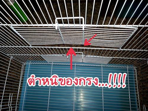ขายกรงชูกร้าไกลเดอร์มีตำหนิ รูปที่ 3