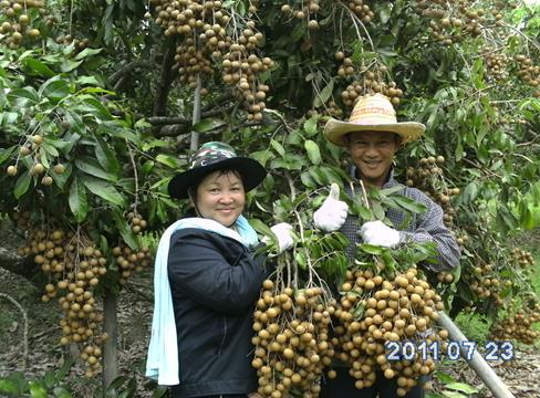 ไฮไลฟ์โกร เอ็กตร้า ปุ๋ยน้ำคุณภาพดีที่สุด ที่คุณไม่ควรพลาด รูปที่ 4