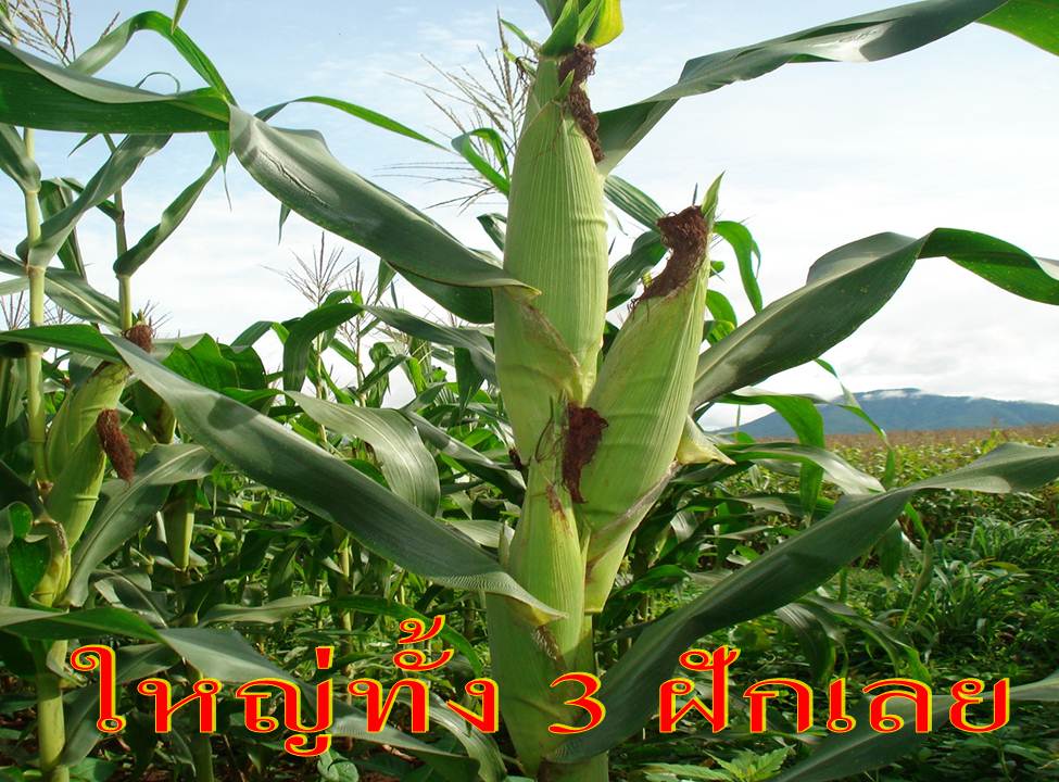 ไฮไลฟ์โกร เอ็กตร้า ปุ๋ยน้ำคุณภาพดีที่สุด ที่คุณไม่ควรพลาด รูปที่ 7