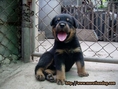 ขายลูกสุนัขสายพันธุ์ร็อตไวเลอร์(Rottweiler)คอกตัวเจ จากฟาร์ม