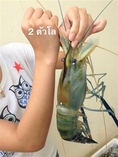 วังกุ้งใหญ่ชัยสุวรรณ จำหน่ายกุ้งแม่น้ำไซส์ใหญ่  ราคาถูก ทั้งปลีกและส่ง