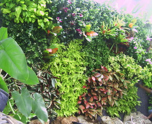 รับจัดสวนแนวตั้ง (Vertical Garden) รูปที่ 5