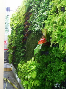 รับจัดสวนแนวตั้ง (Vertical Garden) รูปที่ 7