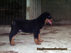 รูปย่อ ขายลูกร็อตไวเลอร์ Rottweiler วัย 2 เดือน คุณภาพ รูปที่2