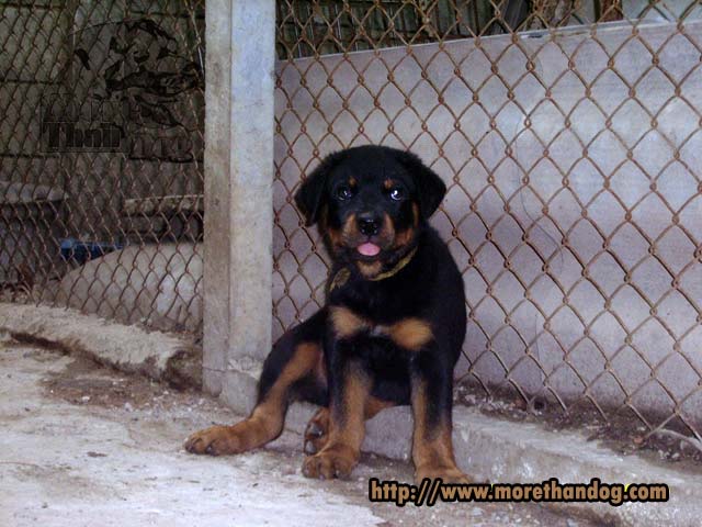 ขายลูกร็อตไวเลอร์ Rottweiler วัย 2 เดือน คุณภาพ รูปที่ 1
