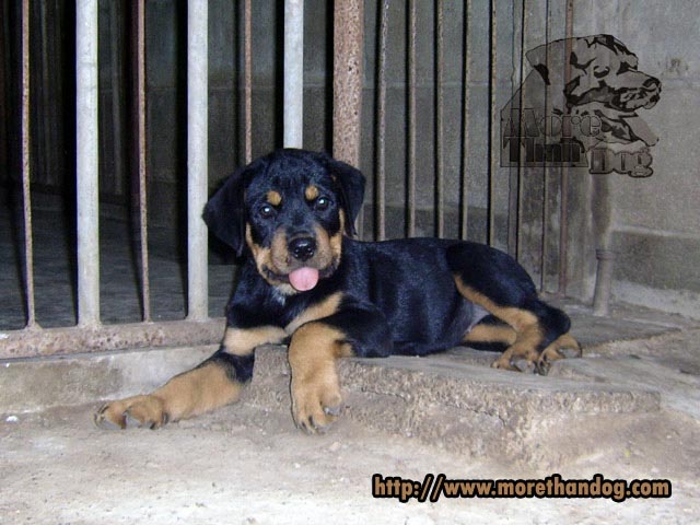 ขายลูกร็อตไวเลอร์ Rottweiler วัย 2 เดือน คุณภาพ รูปที่ 3