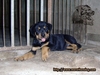 รูปย่อ ขายลูกร็อตไวเลอร์ Rottweiler วัย 2 เดือน คุณภาพ รูปที่3