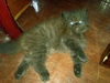 รูปย่อ น้องแมวลูกครึ่งเปอร์เซีย-โคราชราคากันเองค่าา รูปที่6