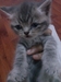 รูปย่อ น้องแมวลูกครึ่งเปอร์เซีย-โคราชราคากันเองค่าา รูปที่1