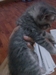 รูปย่อ น้องแมวลูกครึ่งเปอร์เซีย-โคราชราคากันเองค่าา รูปที่5